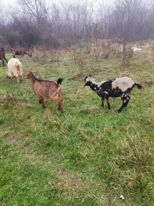 Vând 2 ieduțe metis anglo-nubiane