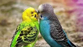 Волнистые попугаи взрослые и молодые