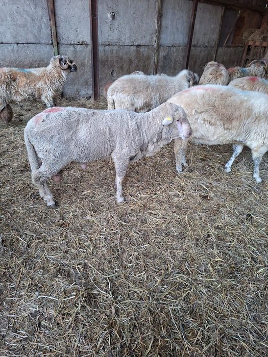 Berbeci merinos certificat origine