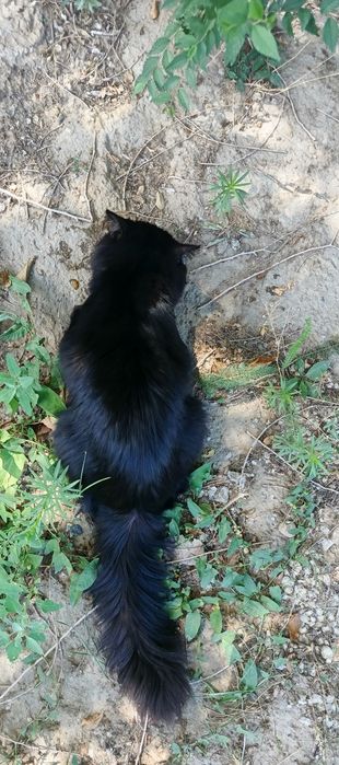 Роскошный красивый молодой кот