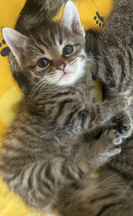 Отдам котят в добрые руки !!!