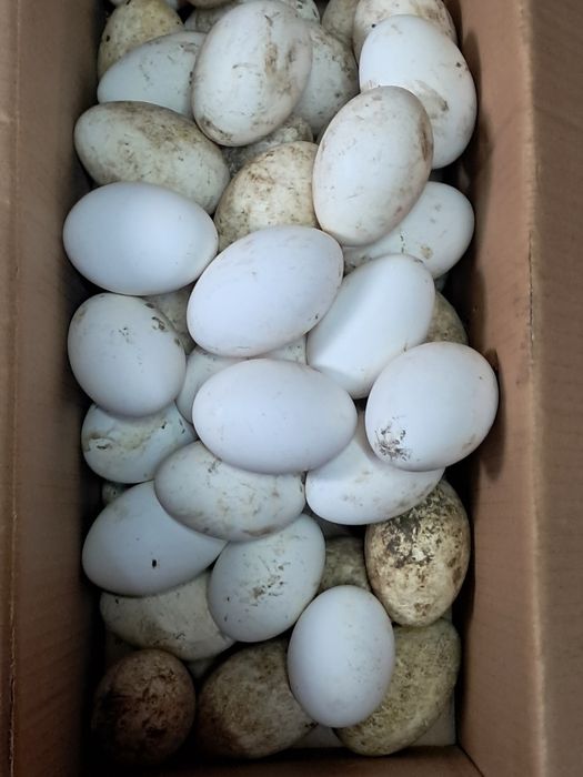 Vând ouă de gâscă ouăle sunt de la gâștele din fotografie