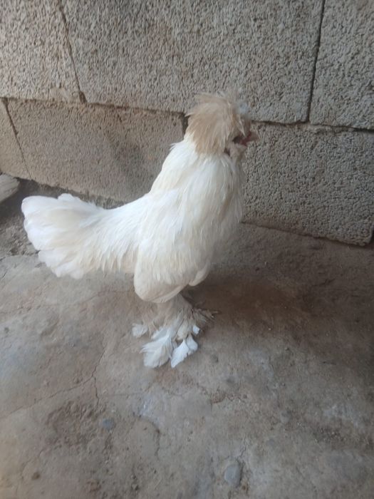 Петух молодой султанка