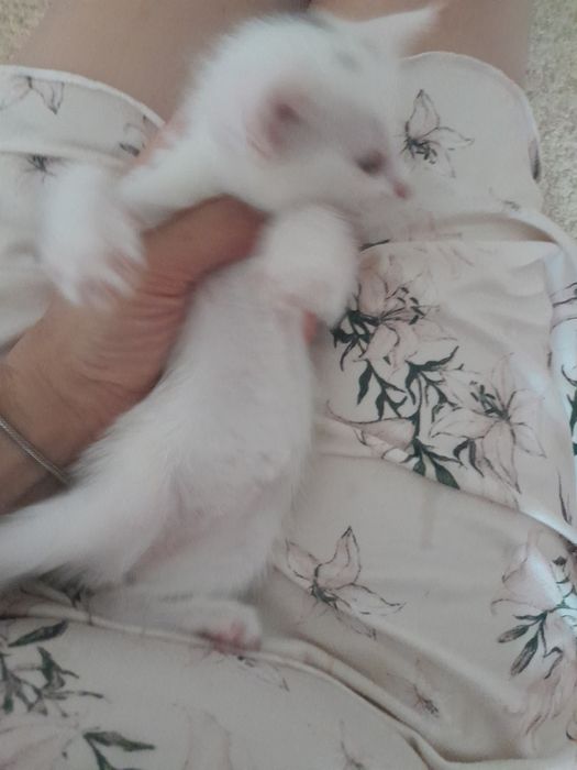 Белый котёнок мальчик. Кошка белый мальчик