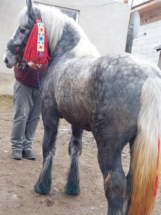 De vânzare mânz de 2 anii