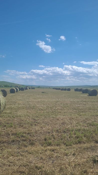 Baloți rotunzi lucerna coasa 2
