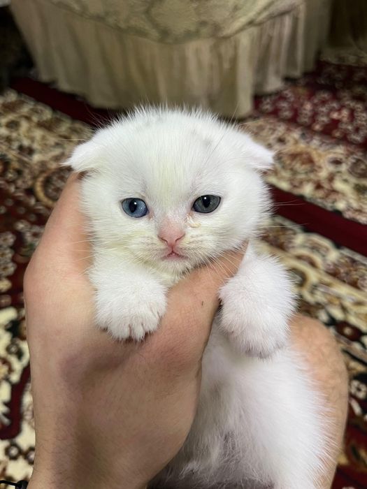Продается мальчик и девочка скоттиш фолд и страйт.