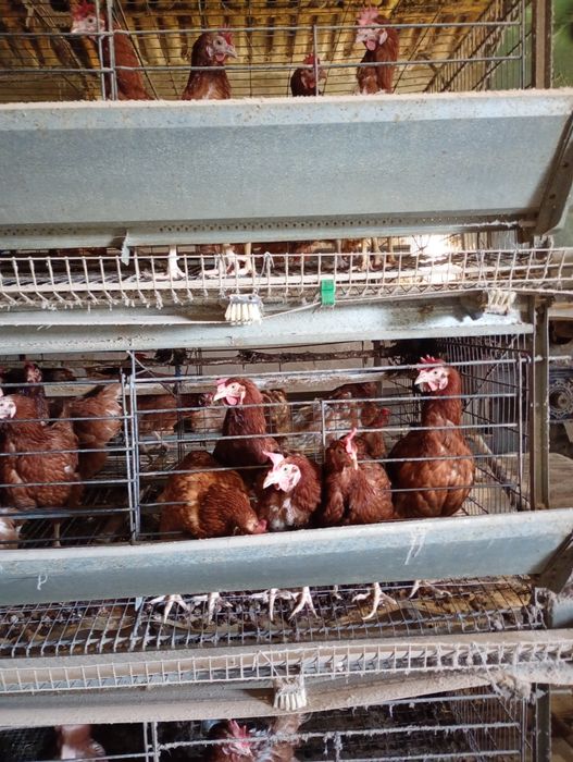 Кокошки носачки ярки