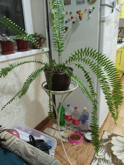 Продаётся папоротник