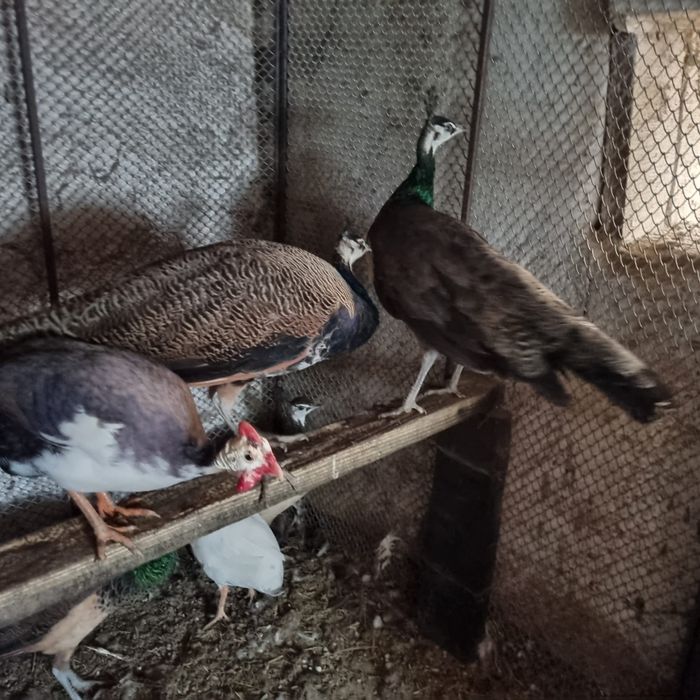 Familie de păuni de anul trecut
