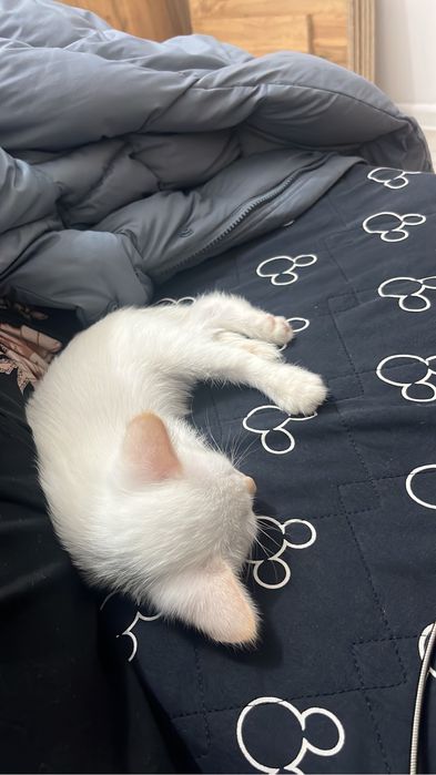 Отдам бесплатно котенка