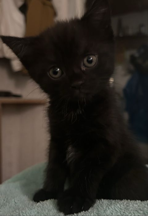 Отдам котят бесплатно