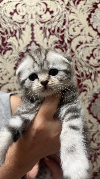 Шотландская кошка с родословной