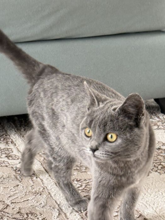 Британская кошка