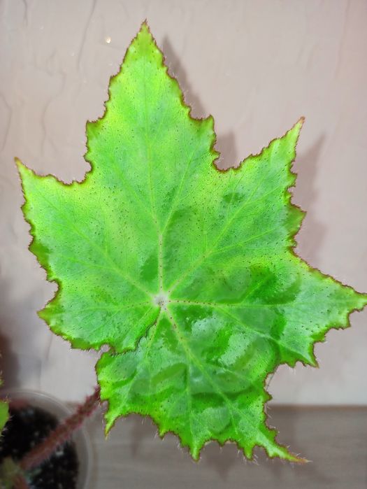 Бегония манжетная