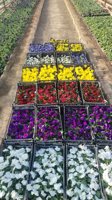 Perecheslena bor Gul flowers  veola  To'lov istalgan usulda viola