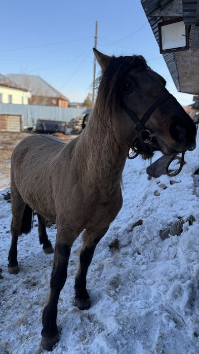 Продам жеребец мугалжар 4 года