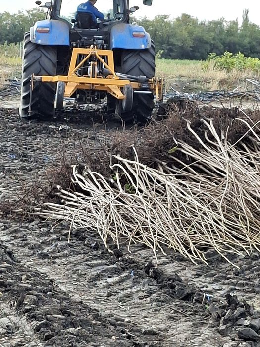 Vând Pomii Fructiferi Altoiți Clasici și Columnari anul 3 de vegetație