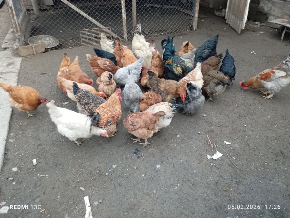 Продам курицей и петухов