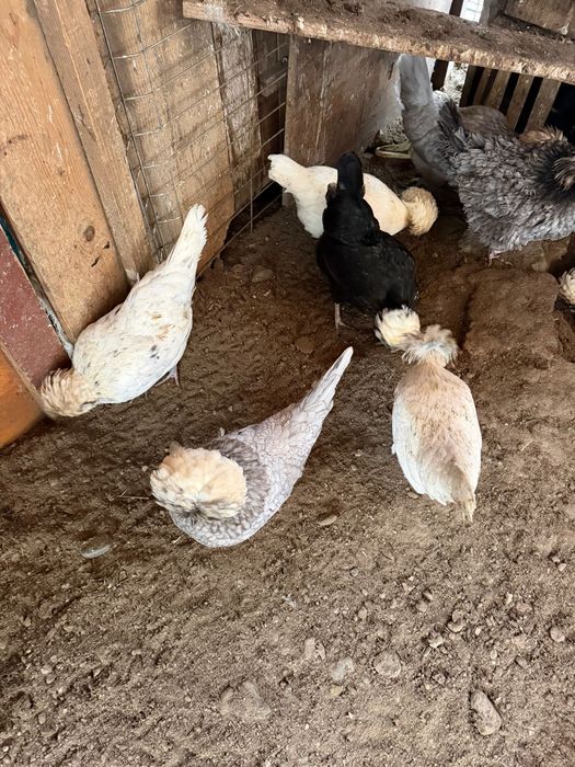 Vand oua de motate olandeze