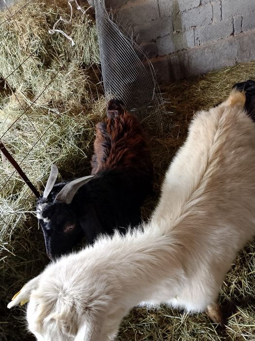 Теке боралдайда басқа қаладан жазбай ақ қойыңдар