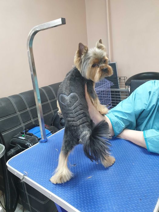 Стрижка Кошек и собак. груминг