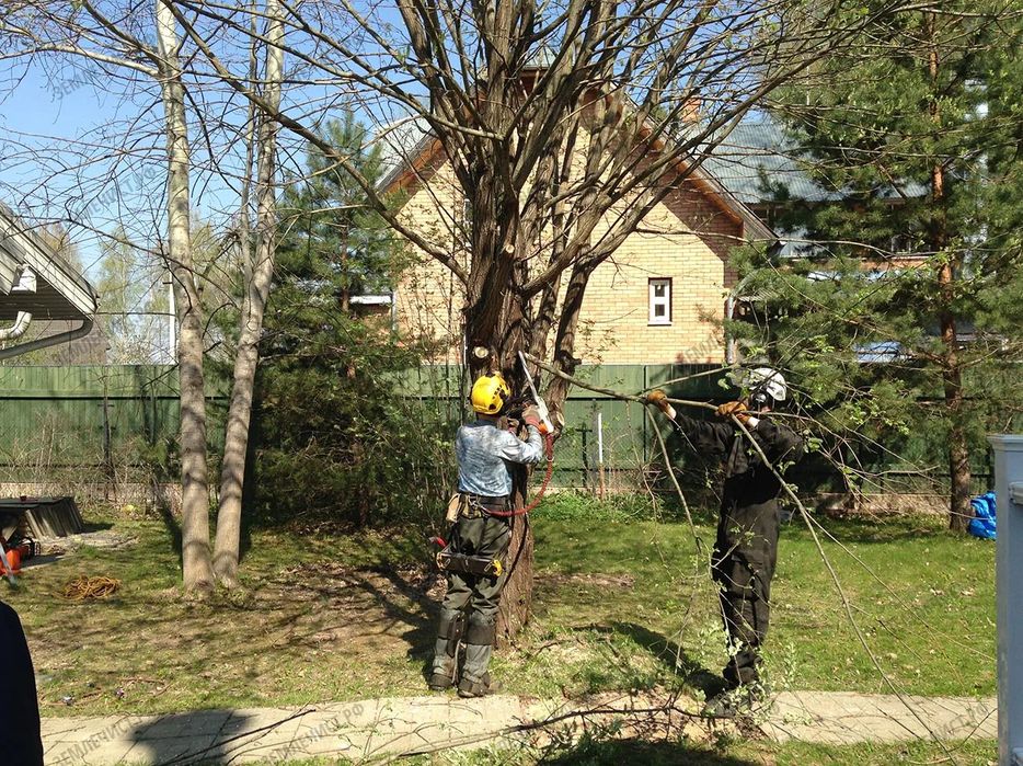 Спиль деревьев любой сложности