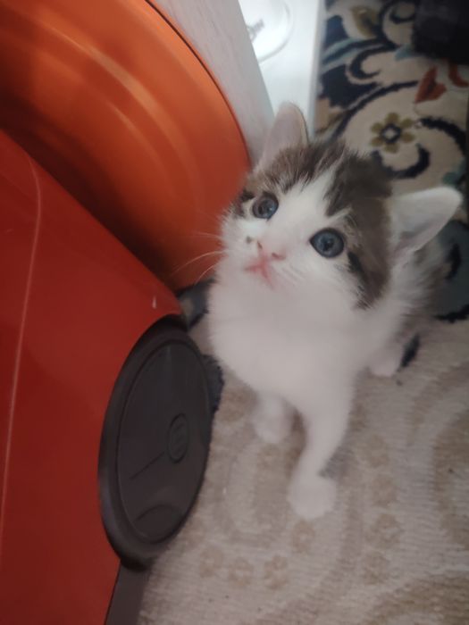 Отдам котят в добрые руки