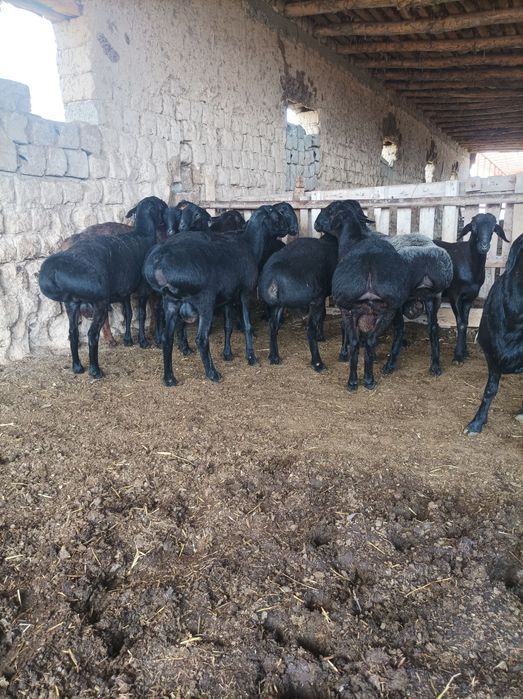 Quchqorla sotiladi semiz qulogʻlari butun