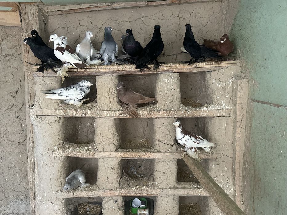 Кептер голубы птица