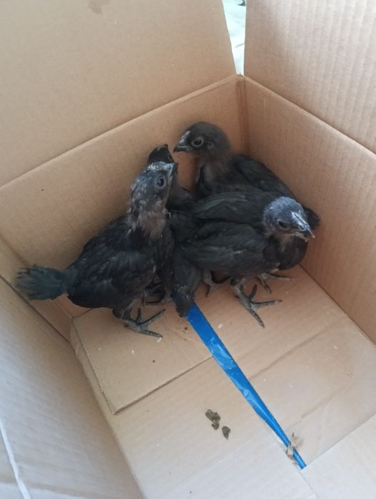 Продам цыплят эксклюзив