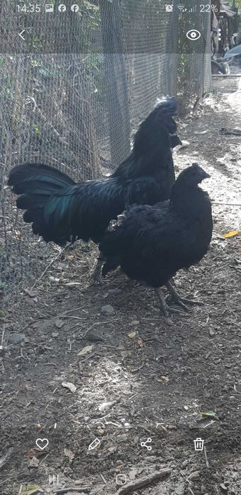 Ayam cemani 2025