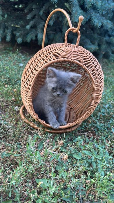 British shorthair