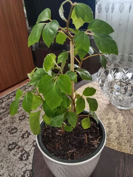 Циссус вьюн продам