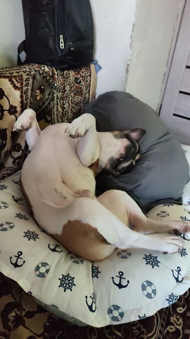 Отдам в добрые руки собак