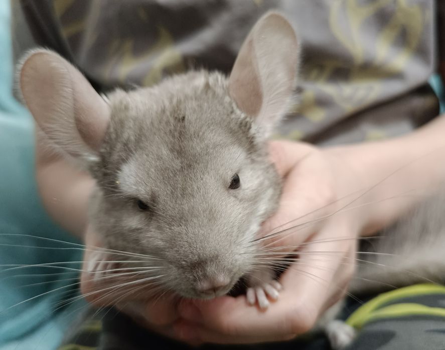 Продам шиншиллу, 7 месяцев девочка