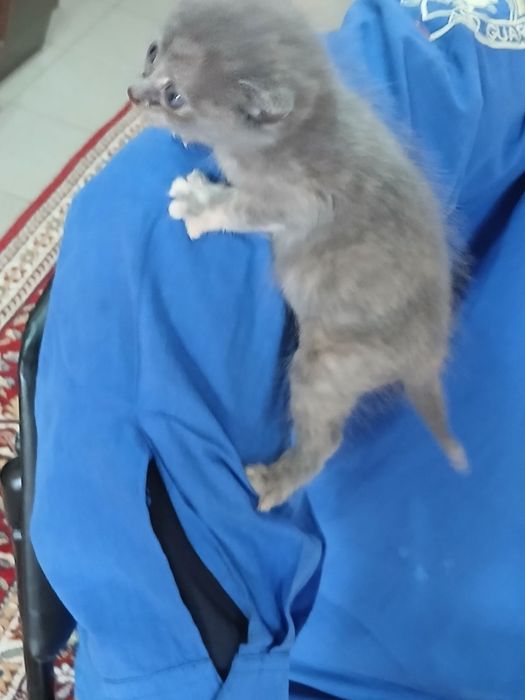 Подарявам малко котенце
