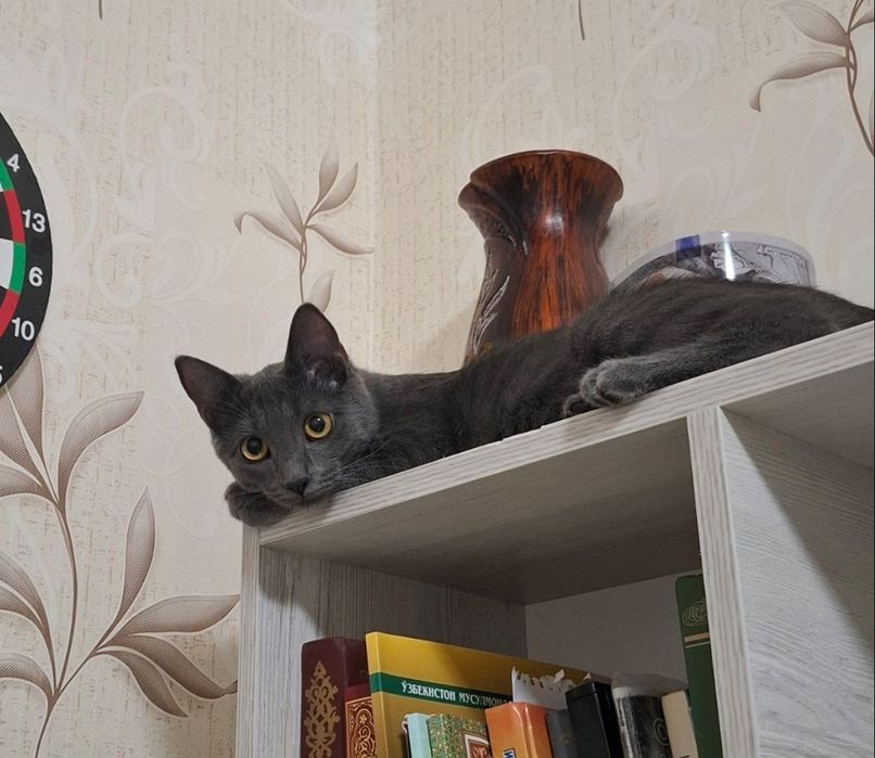 ПОТЕРЯЛАСЬ КОШКА,помогите найти,прошу