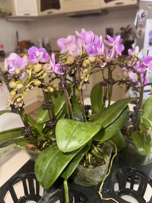 Орхидея 12 сортов цветущие