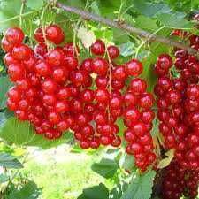 Butas (Răsad) de Strugurasi/ Coacăz roșu - Jonkheer van Tets Coacăze negru - Ben Nevis si Coacăze alb - White Pearl, pt plantat