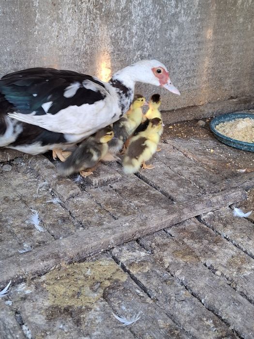 Rațe cu moț o familie  si o rața muta cu 12 rațe mici