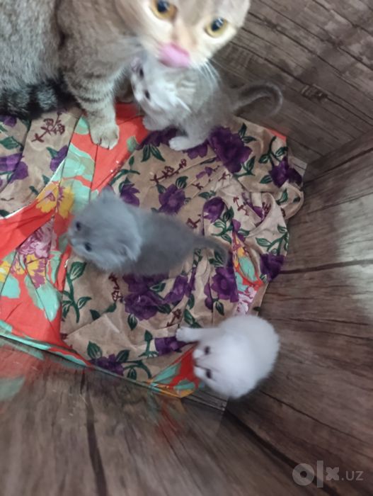 Шотландские котята