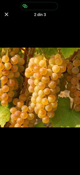 Struguri de vin