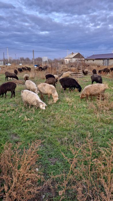 Қой сатамын. Продам баранов