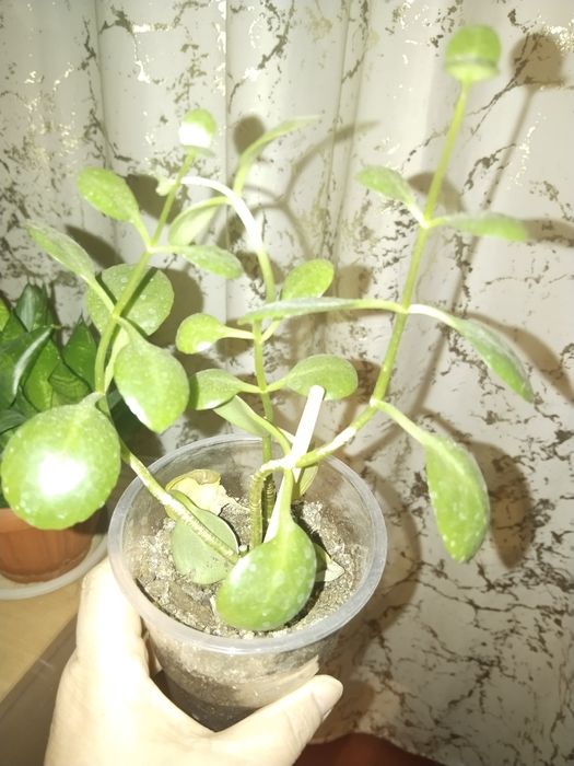 Комнатные растения