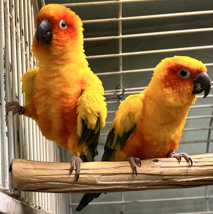 Попугаи Солнечные аратинги пара