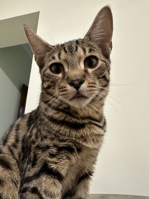 Отдам в добрые руки