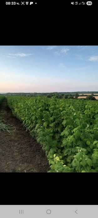 Продава расад ягоди и малини