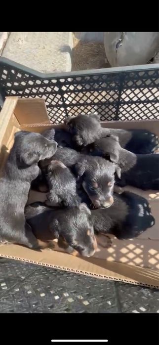 Ягтерьер кушыктер