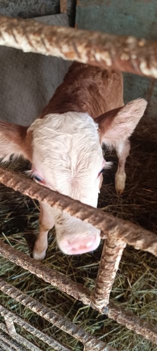 Продам телёнка бычек